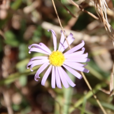 Brachyscome ciliaris (Bushy Cut-leaf Daisy) at Mongarlowe, NSW by LisaH