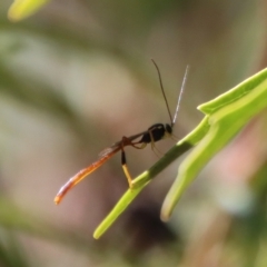 Trichomma sp. (genus) (Ichneumonid wasp) at Mongarlowe, NSW - 27 Apr 2023 by LisaH