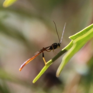 Trichomma sp. (genus) at Mongarlowe, NSW - suppressed