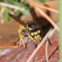 Vespula germanica (European wasp) at Mongarlowe River - 27 Apr 2023 by LisaH