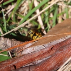 Vespula germanica at Mongarlowe, NSW - 27 Apr 2023