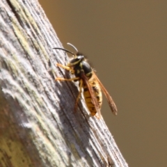 Vespula germanica at Mongarlowe, NSW - 27 Apr 2023