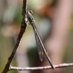 Synlestes weyersii (Bronze Needle) at Mongarlowe River - 27 Apr 2023 by LisaH