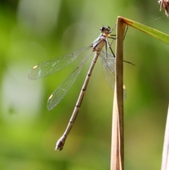 Synlestes weyersii at Mongarlowe, NSW - 27 Apr 2023