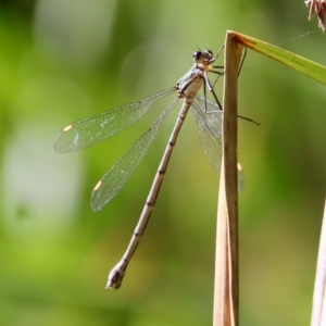 Synlestes weyersii at Mongarlowe, NSW - 27 Apr 2023