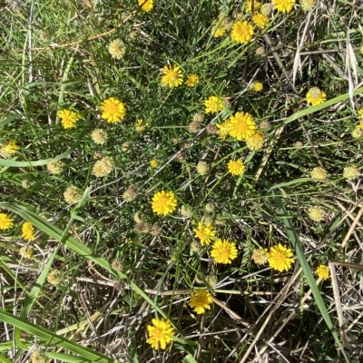 Calotis lappulacea (Yellow Burr Daisy) at Molonglo Valley, ACT - 27 Apr 2023 by Steve_Bok