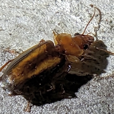Philophlaeus sp. (genus) (Bark carab beetle) at Mount Majura - 27 Apr 2023 by sbittinger