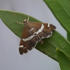 Spoladea recurvalis (Beet Webworm) at Braemar, NSW - 17 Mar 2023 by Curiosity