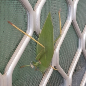 Torbia viridissima at Wanniassa, ACT - 28 Apr 2023 08:25 AM