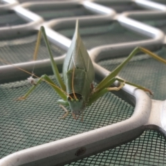 Torbia viridissima at Wanniassa, ACT - 28 Apr 2023