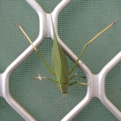 Torbia viridissima at Wanniassa, ACT - 28 Apr 2023