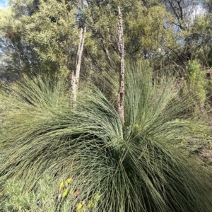 Xanthorrhoea glauca subsp. angustifolia at Paddys River, ACT - suppressed