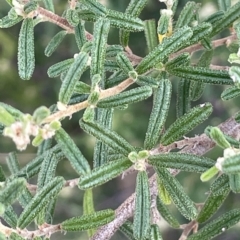 Pomaderris angustifolia at Paddys River, ACT - 27 Apr 2023 01:43 PM