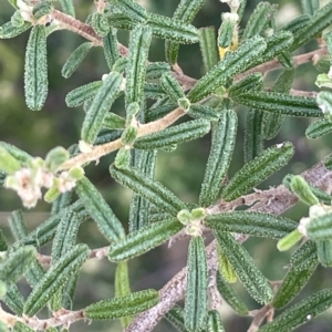 Pomaderris angustifolia at Paddys River, ACT - 27 Apr 2023 01:43 PM