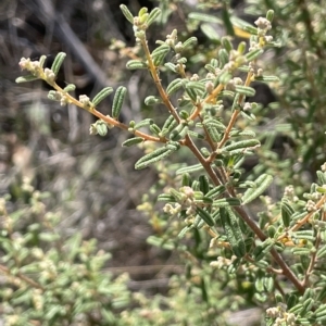 Pomaderris angustifolia at Paddys River, ACT - 27 Apr 2023 01:43 PM