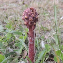 Orobanche minor (Broomrape) at Conder, ACT - 6 Nov 2022 by MichaelBedingfield