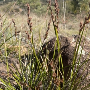 Lepidosperma laterale at Paddys River, ACT - 27 Apr 2023