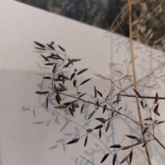 Eragrostis minor at Wirlinga, NSW - 28 Apr 2023 by RobCook