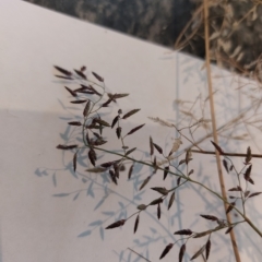 Unidentified Grass at Wirlinga, NSW - 28 Apr 2023 by RobCook