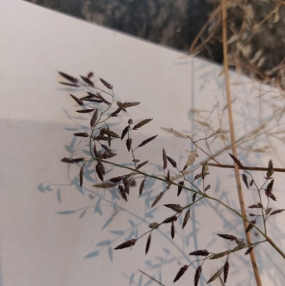 Eragrostis (genus) (A Lovegrass) at Wirlinga, NSW - 28 Apr 2023 by RobCook