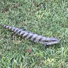 Tiliqua scincoides scincoides (Eastern Blue-tongue) at Evans Head, NSW - 28 Apr 2023 by AliClaw