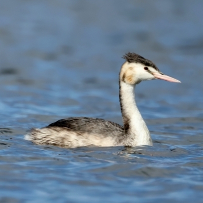 Podiceps cristatus (Great Crested Grebe) at Molonglo Valley, ACT - 28 Apr 2023 by jb2602