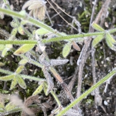 Galium gaudichaudii (Rough Bedstraw) at Namadgi National Park - 25 Apr 2023 by Ned_Johnston