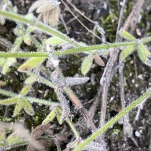 Galium gaudichaudii at Undefined Area - 25 Apr 2023 10:34 AM