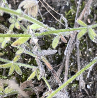 Galium gaudichaudii (Rough Bedstraw) at Undefined Area - 25 Apr 2023 by NedJohnston