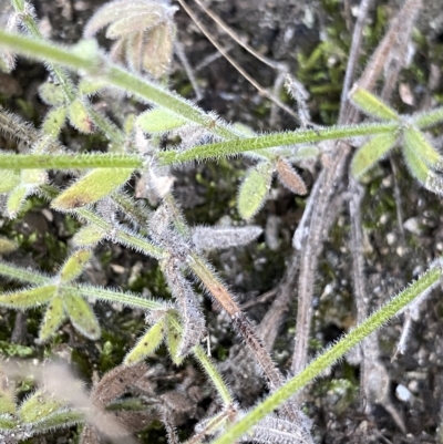 Galium gaudichaudii (Rough Bedstraw) at Namadgi National Park - 25 Apr 2023 by Ned_Johnston