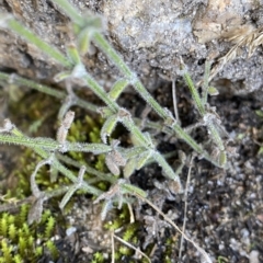 Galium gaudichaudii at Undefined Area - 25 Apr 2023 10:34 AM