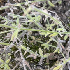 Galium gaudichaudii at Undefined Area - 25 Apr 2023 10:34 AM