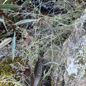 Galium gaudichaudii at Undefined Area - 25 Apr 2023 10:34 AM