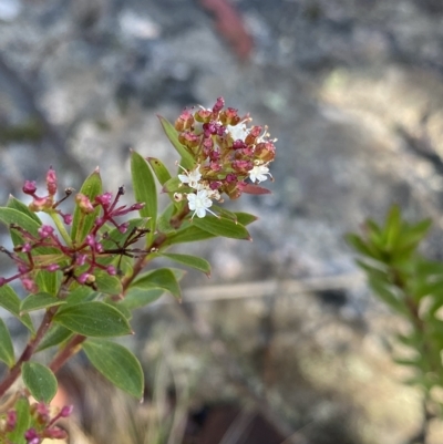 Platysace lanceolata (Shrubby Platysace) at Namadgi National Park - 25 Apr 2023 by Ned_Johnston