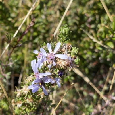 Olearia stricta var. parvilobata at Tennent, ACT - 25 Apr 2023 by NedJohnston