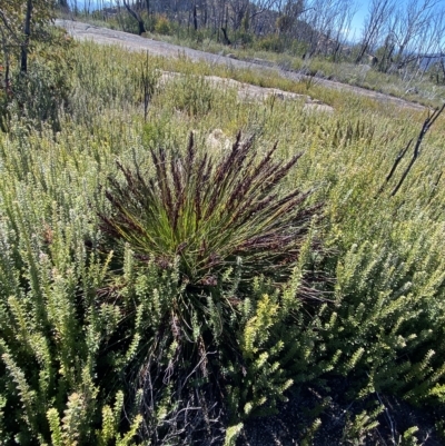 Gahnia subaequiglumis (Bog Saw-sedge) at Tennent, ACT - 25 Apr 2023 by NedJohnston