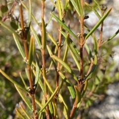 Logania granitica at Namadgi National Park - 25 Apr 2023 by Ned_Johnston