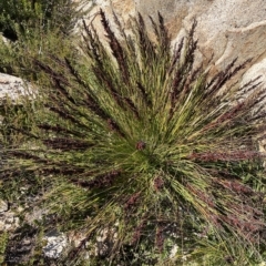 Gahnia subaequiglumis (Bog Saw-sedge) at Namadgi National Park - 25 Apr 2023 by Ned_Johnston