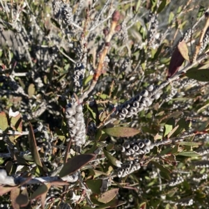 Callistemon pallidus at Tennent, ACT - 25 Apr 2023