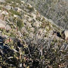 Callistemon pallidus at Tennent, ACT - 25 Apr 2023