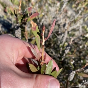 Callistemon pallidus at Tennent, ACT - 25 Apr 2023