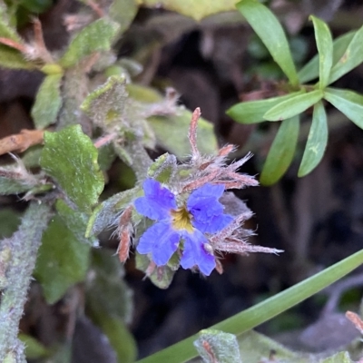 Dampiera fusca (Kydra Dampiera) at Tennent, ACT - 25 Apr 2023 by Ned_Johnston