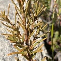 Logania granitica at Namadgi National Park - 25 Apr 2023 by Ned_Johnston