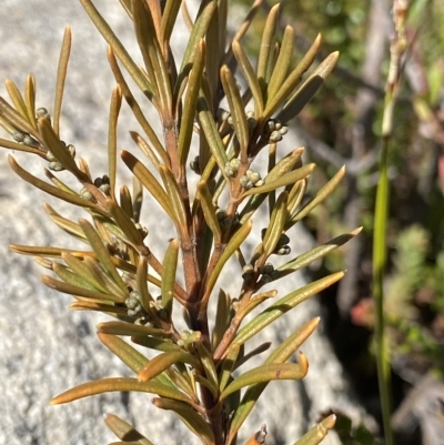 Logania granitica at Namadgi National Park - 25 Apr 2023 by Ned_Johnston