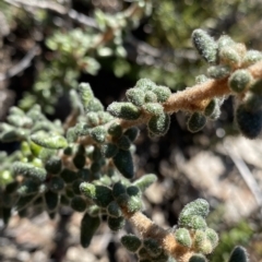 Asterolasia trymalioides (Alpine Star Bush) at Namadgi National Park - 25 Apr 2023 by Ned_Johnston