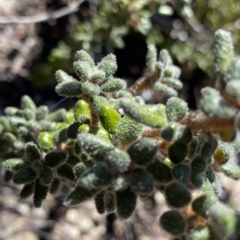 Asterolasia trymalioides at Tennent, ACT - 25 Apr 2023