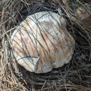 zz agaric (stem; gills white/cream) at Coombs, ACT - 28 Apr 2023