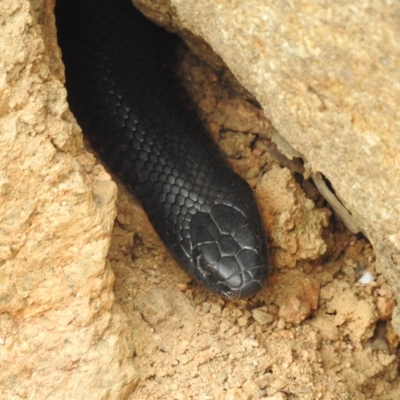 Pseudechis porphyriacus (Red-bellied Black Snake) at Chapman, ACT - 28 Apr 2023 by HelenCross