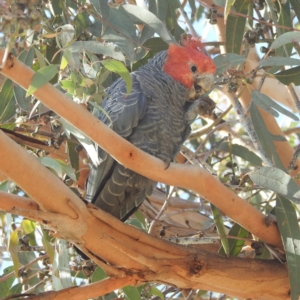 Callocephalon fimbriatum at Chapman, ACT - 28 Apr 2023