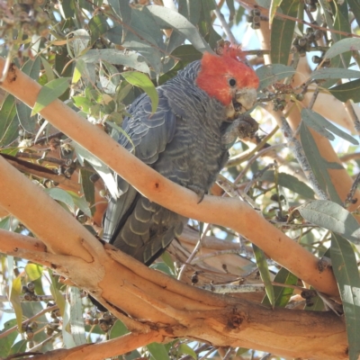 Callocephalon fimbriatum (Gang-gang Cockatoo) at Chapman, ACT - 28 Apr 2023 by HelenCross